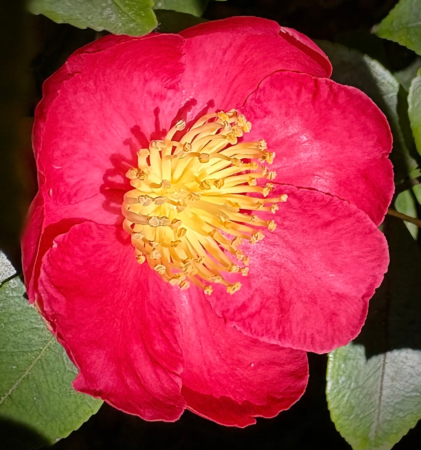 Camellia Yuletide bright red flower with yellow stamens blooming in October