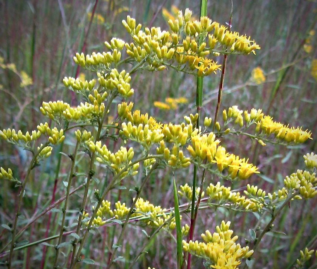 Solidago nemoralis, gray goldenrod — yellow wildflowers blooming in meadow