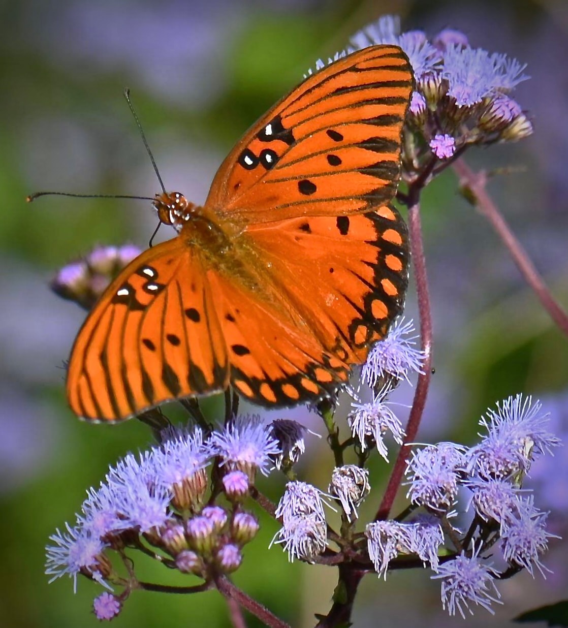 Conoclinium coelestinum, blue mist flower — orange butterfly on purple flowers
