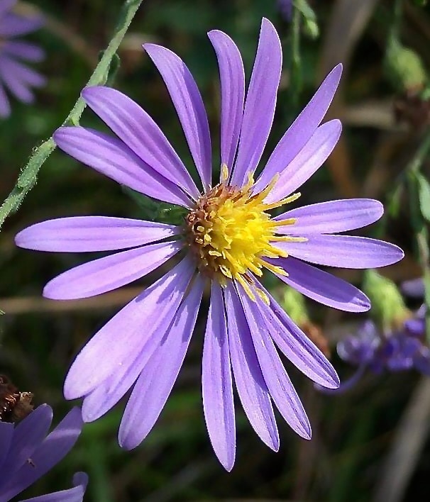 Symphyotrichum patens, late aster — purple aster flowers with yellow centers