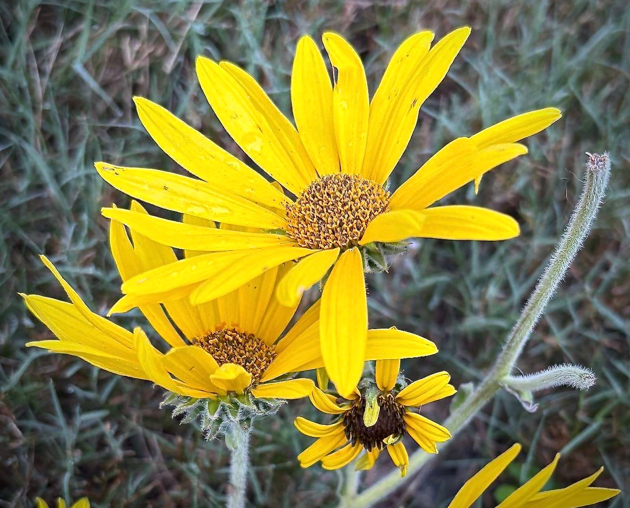 Helianthus mollis, downy sunflower — bright yellow daisy flowers blooming