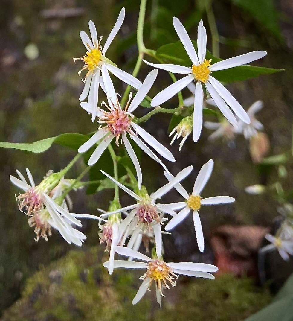 Eurybia divaricata, white wood aster — white daisy-like flowers with yellow centers