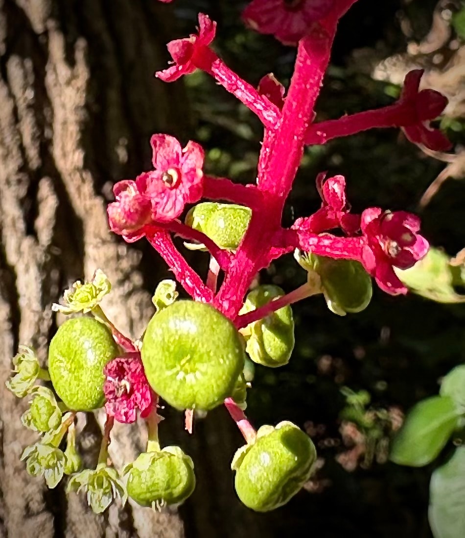 American pokeweed flower stalk with berries in all stages of ripeness and last flowers of the season