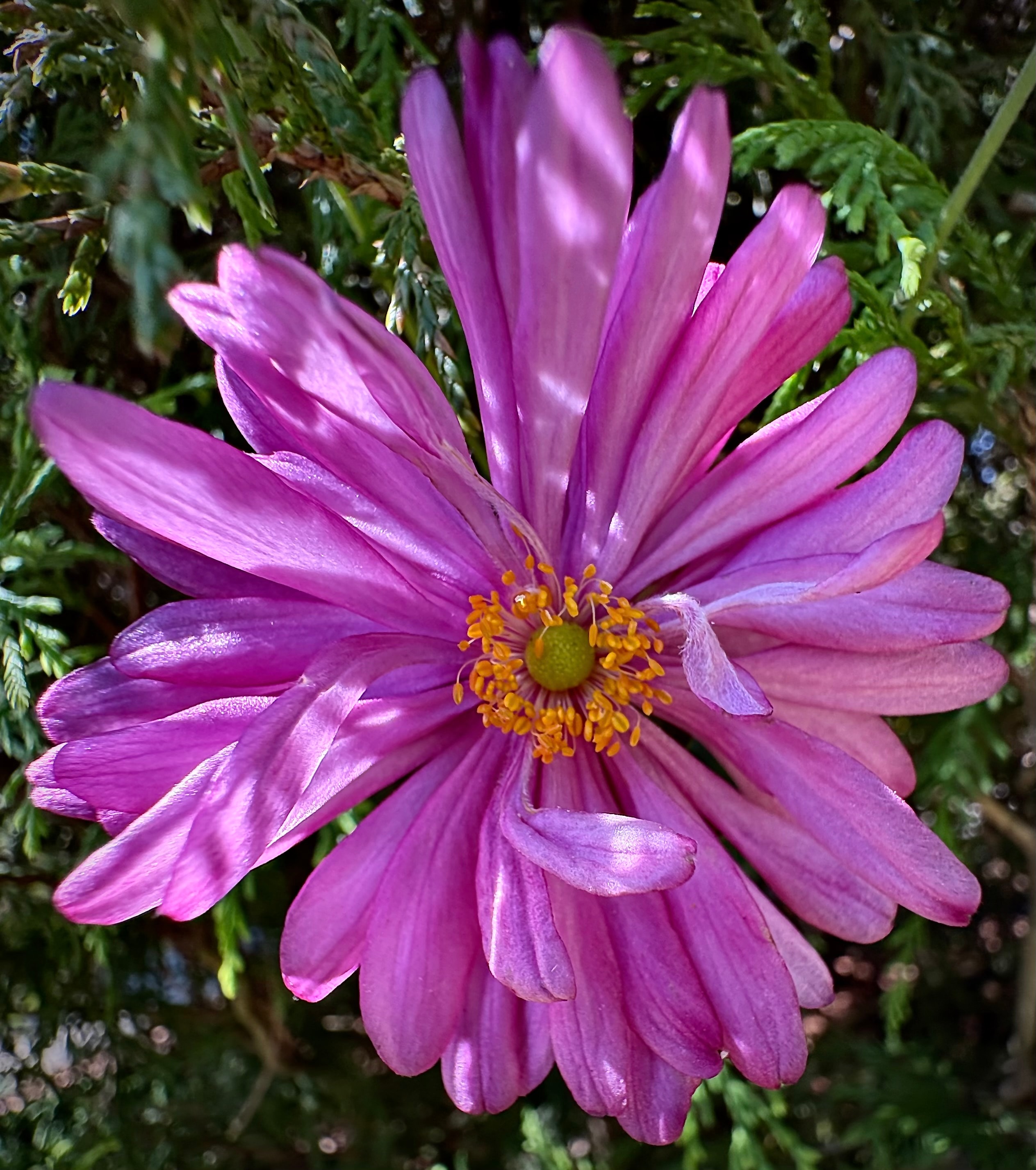 Purple anemone flower with golden center blooming in fall garden