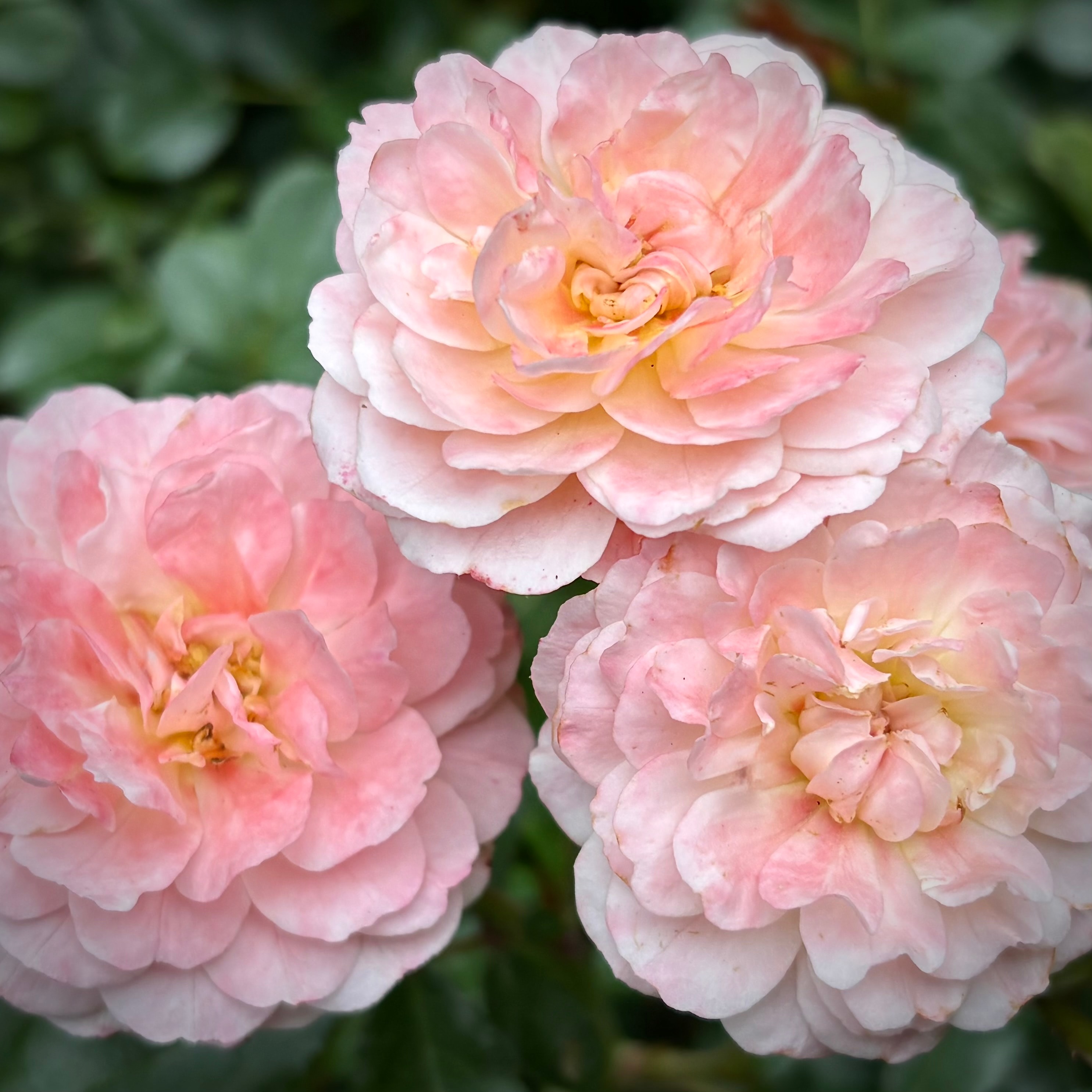 Apricot Drift Rose blooms with soft peachy-pink petals in cottage garden style