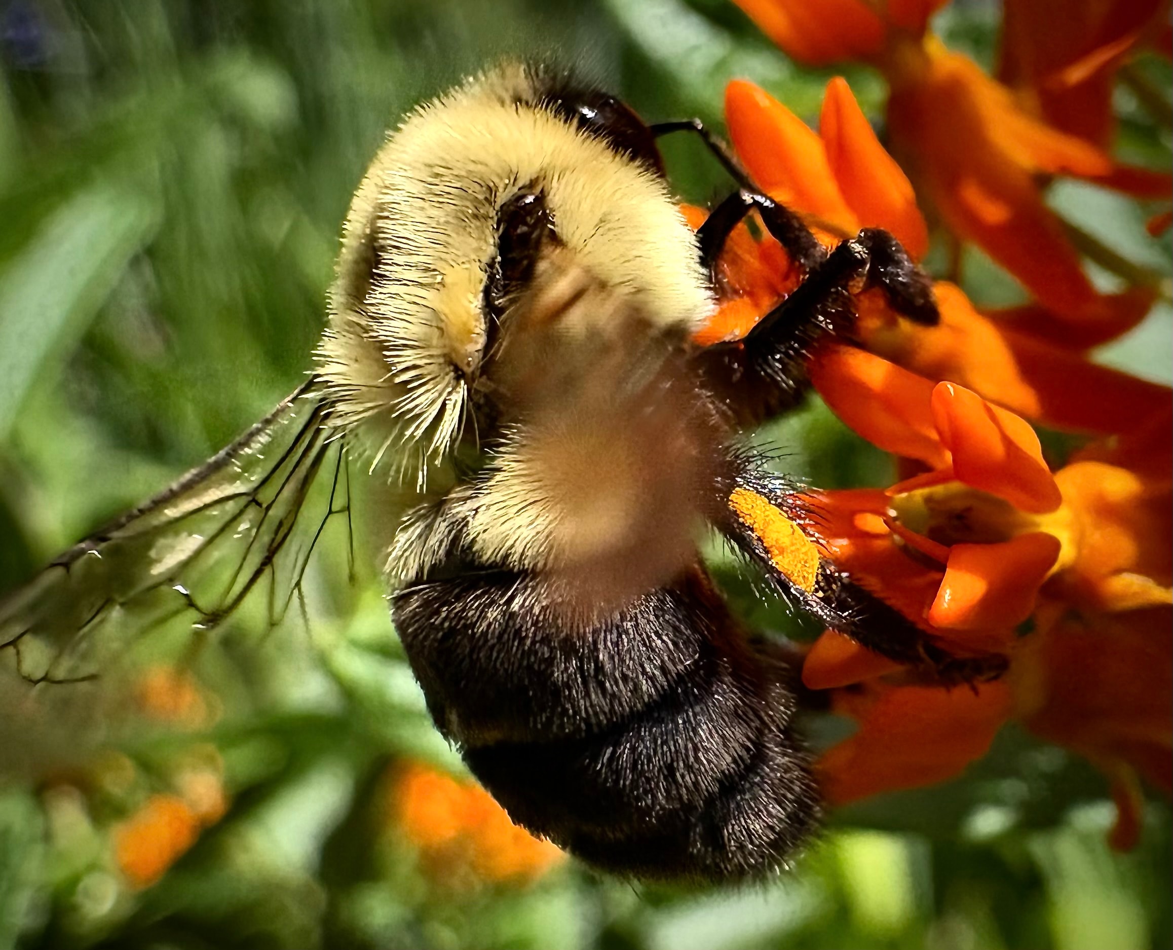 Bumblebee foraging on orange milkweed Asclepias tuberosa with pollen grains visible on its leg