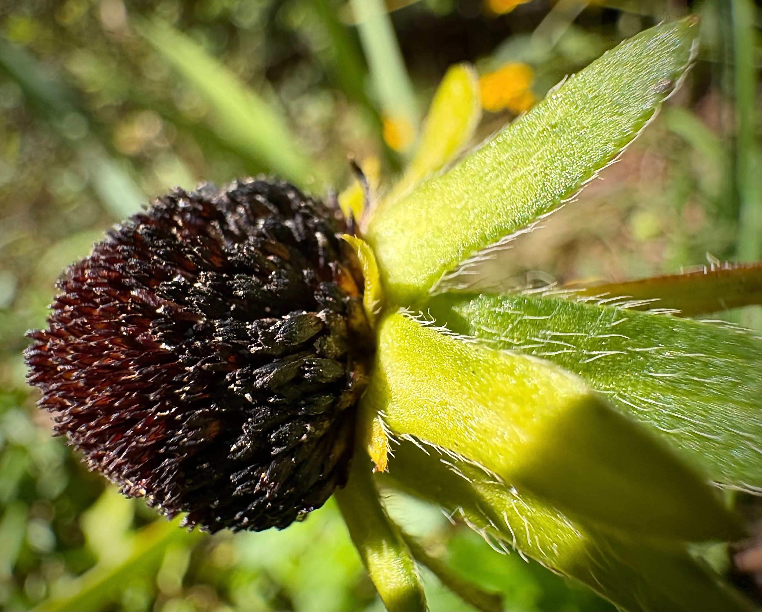 Close-up of a Black-eyed Susan seed head with green petals