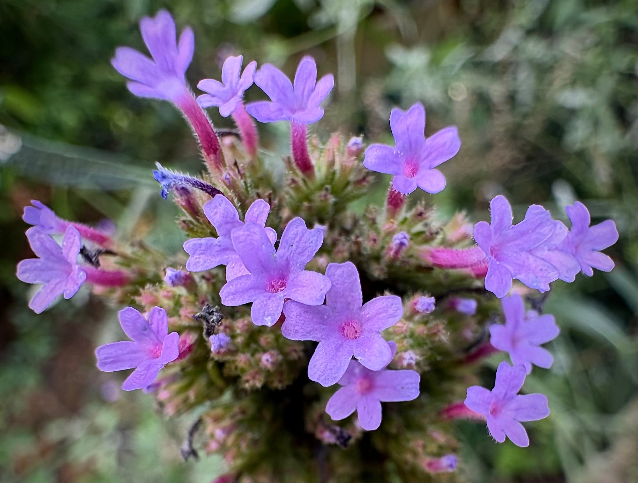 Brazilian verbena flowers blooming on wiry stems