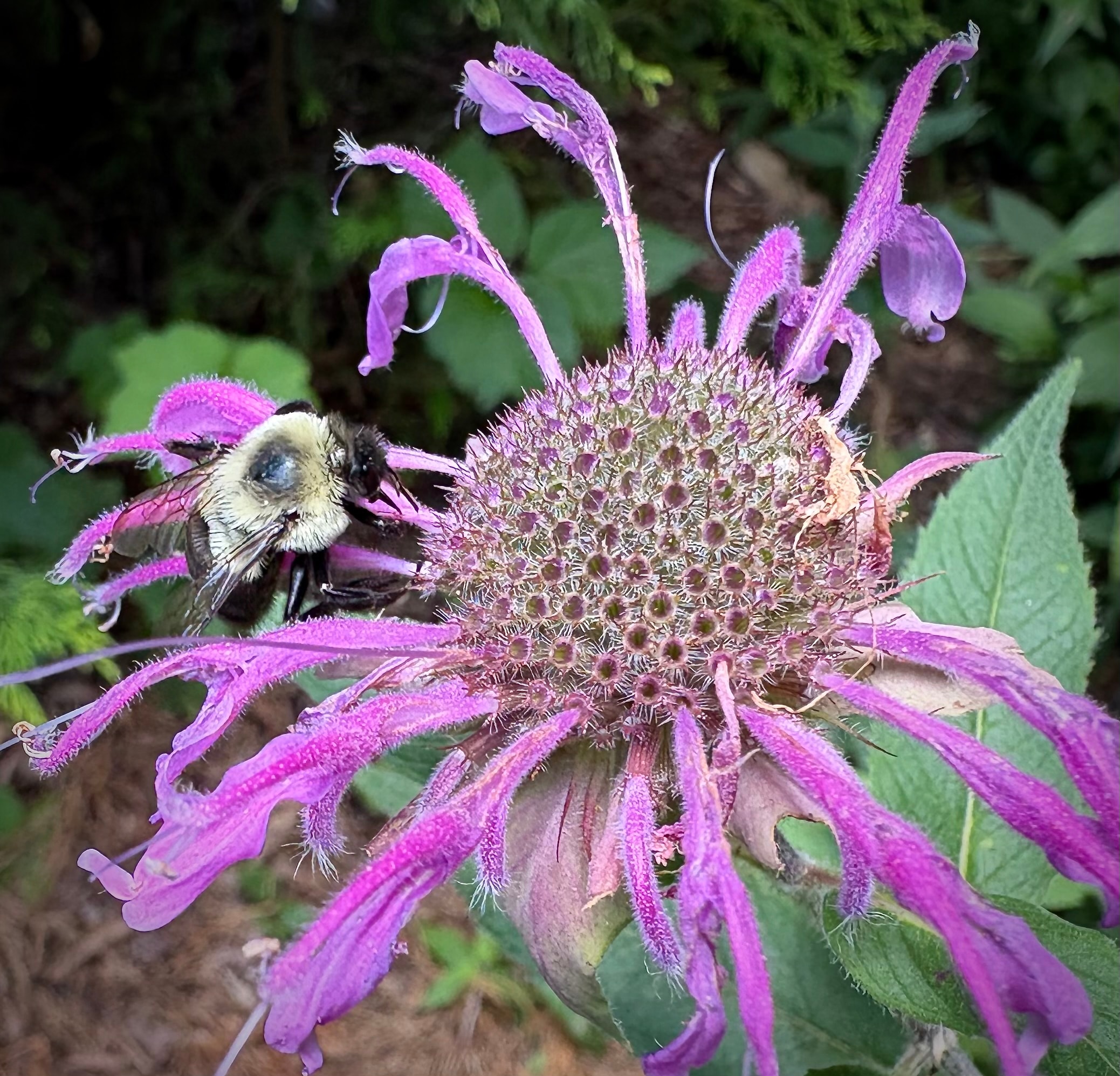 Bumblebee foraging on lavender bee balm Monarda wild bergamot