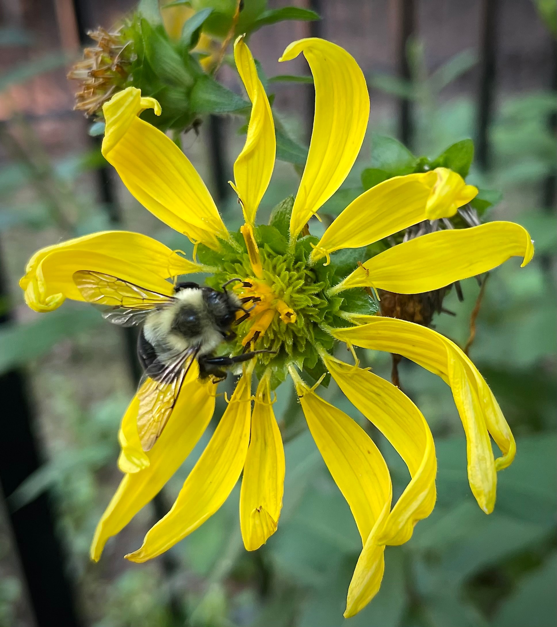 Bumblebee foraging on a woodland sunflower Helianthus decapetalus