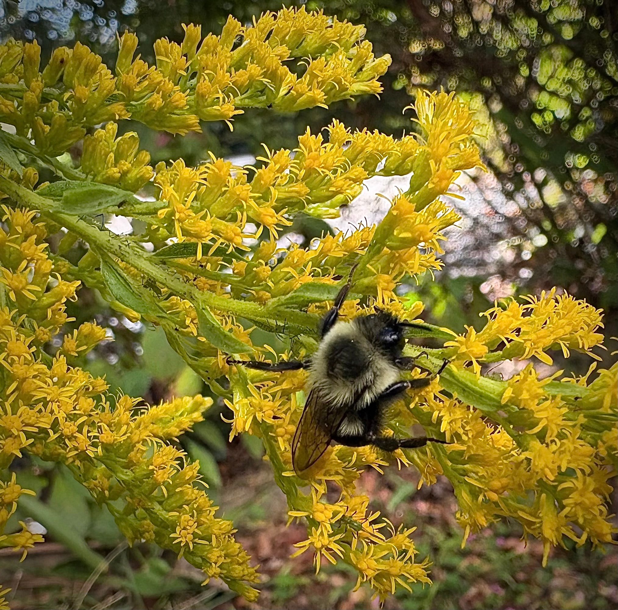 Bumblebee nectaring on goldenrod flowers in early morning sunlight