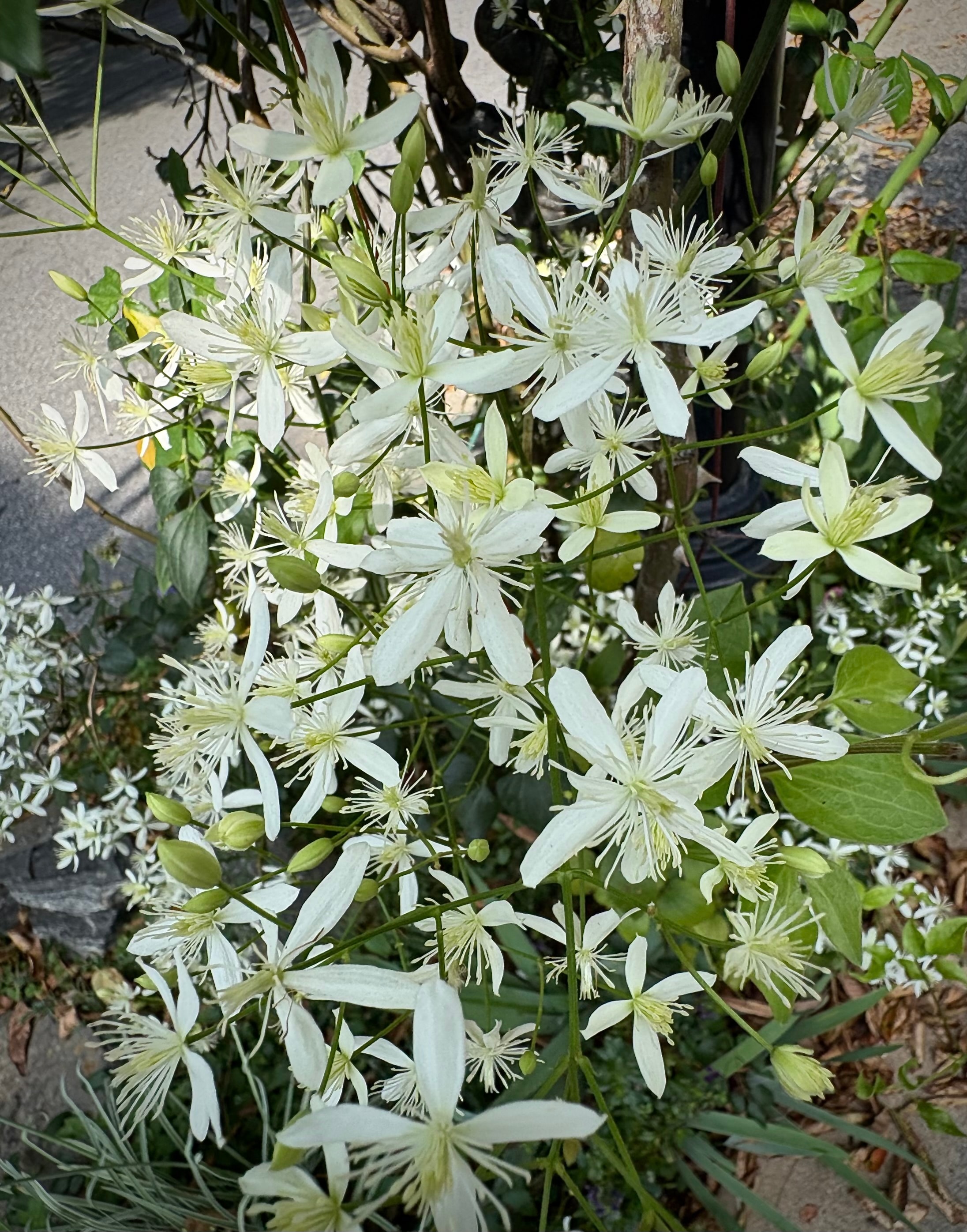 Clematis virginiana Virgin's Bower white star-shaped flowers in full bloom on a mailbox