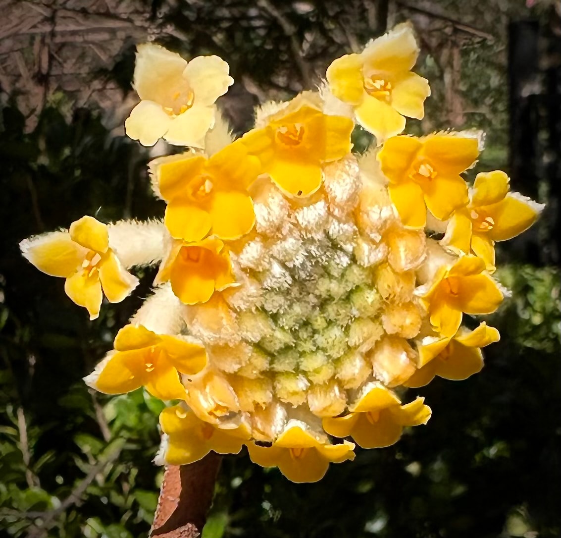 Edgeworthia chrysantha Chinese paperbush with clusters of golden yellow tubular flowers