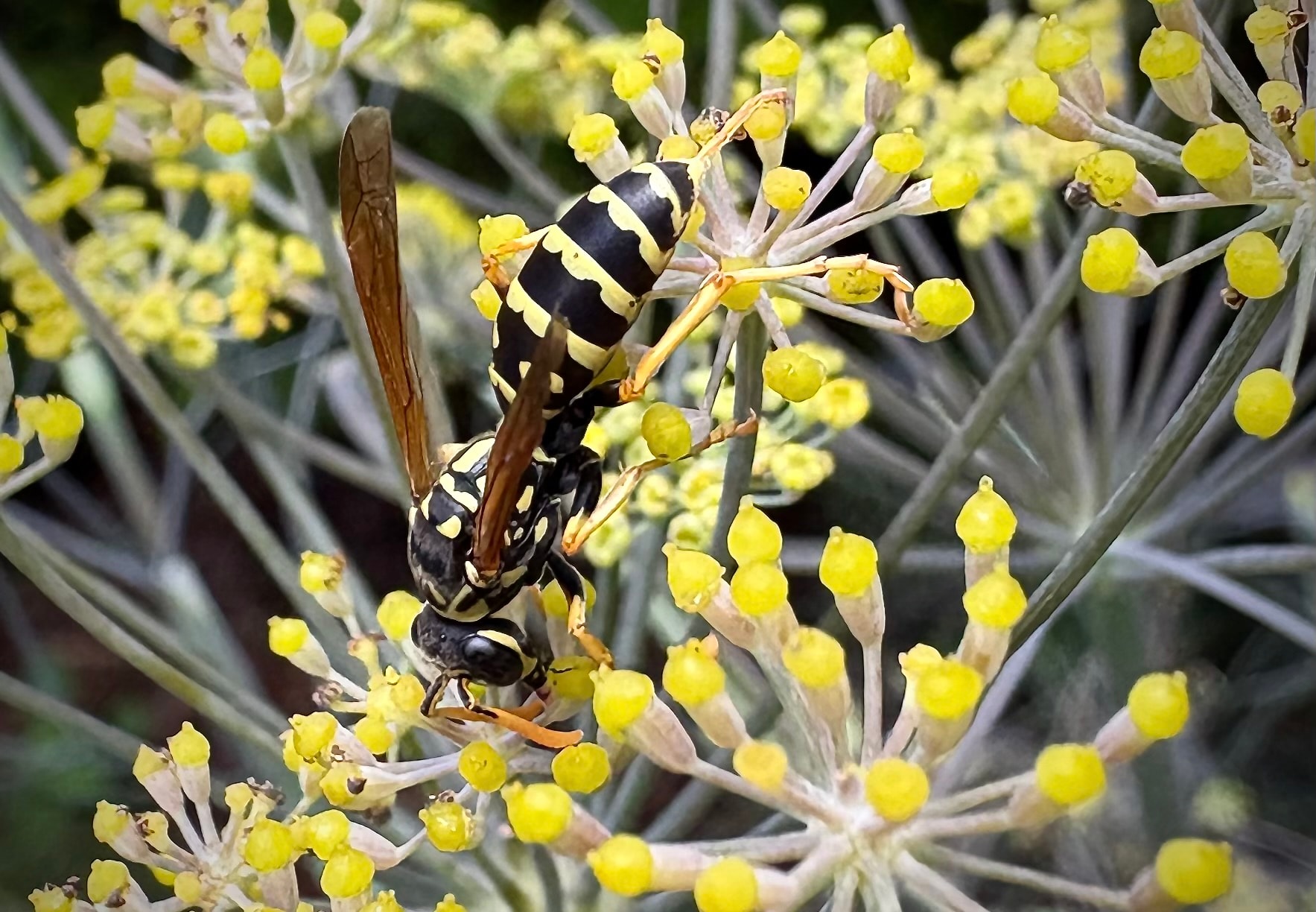 European paper wasp foraging on yellow flowers of bronze fennel