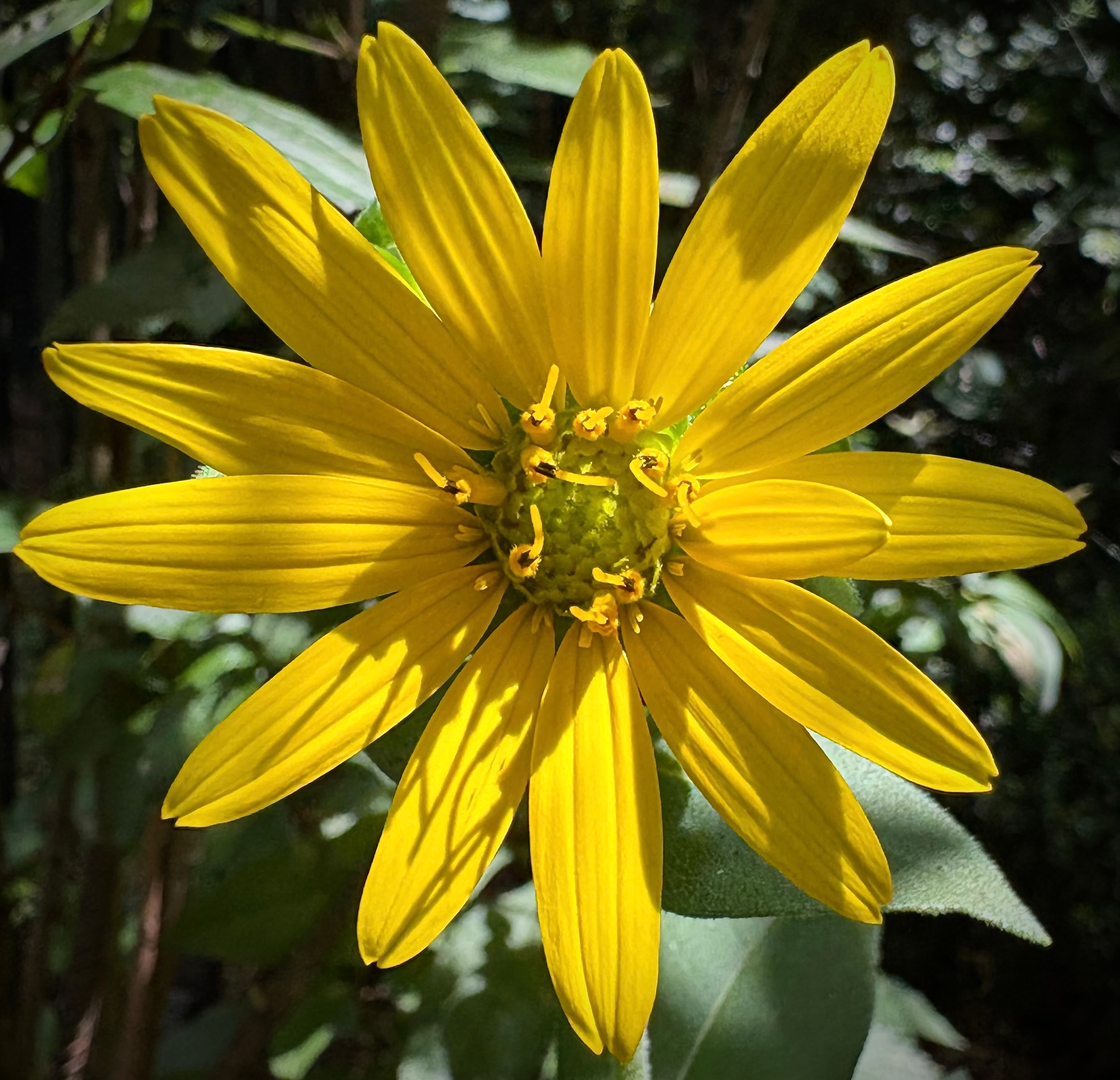 Woodland sunflower Helianthus divaricatus with bright yellow petals and green center