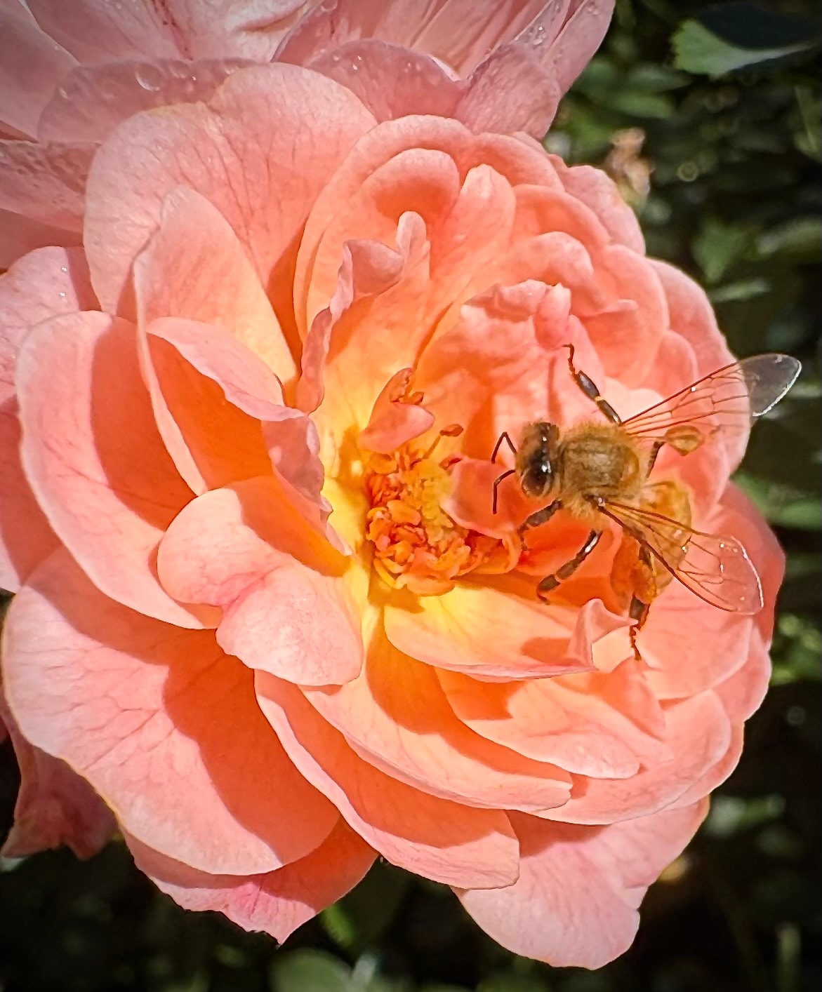 A honeybee looks for nourishment on an apricot drift rose