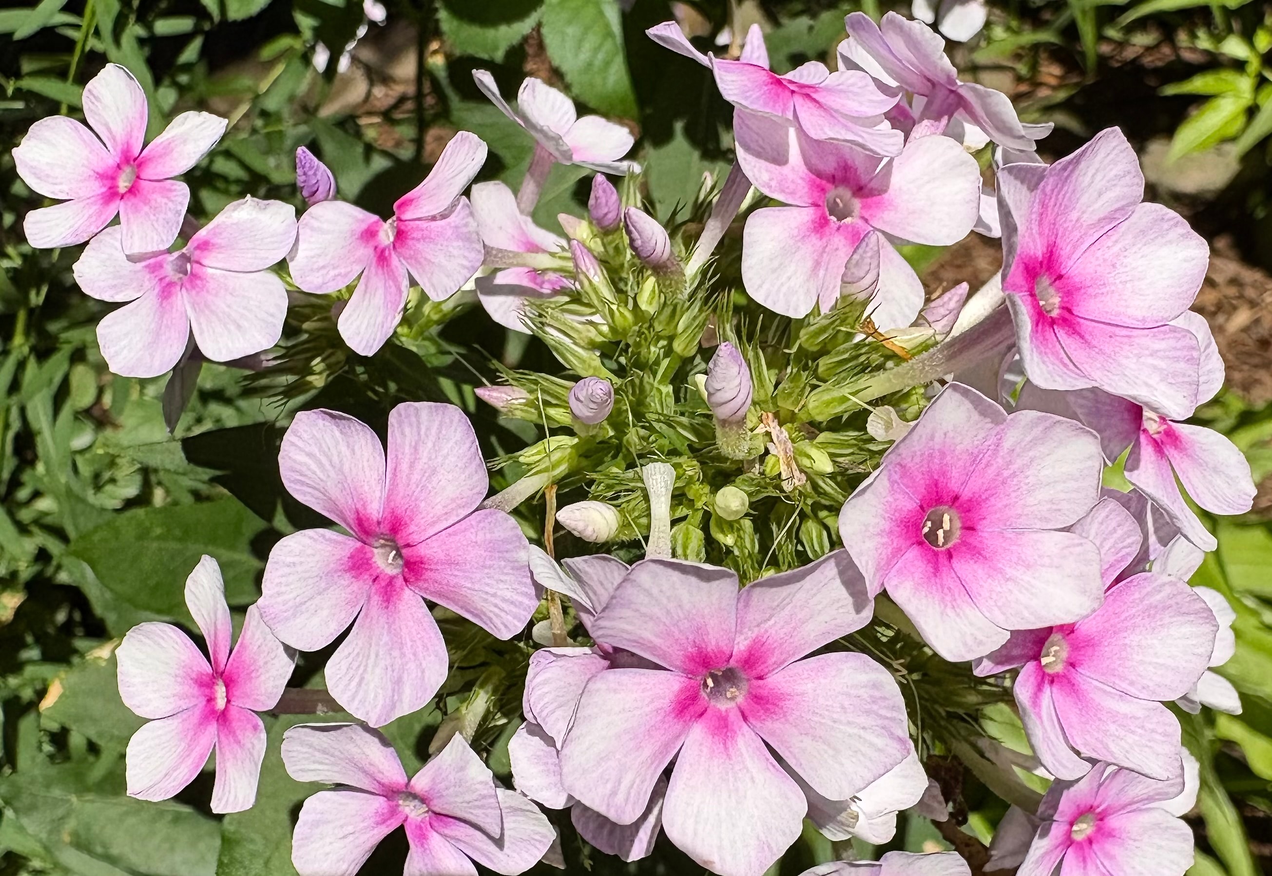 A hybrid summer phlox with soft pink flowers and deep pink centers