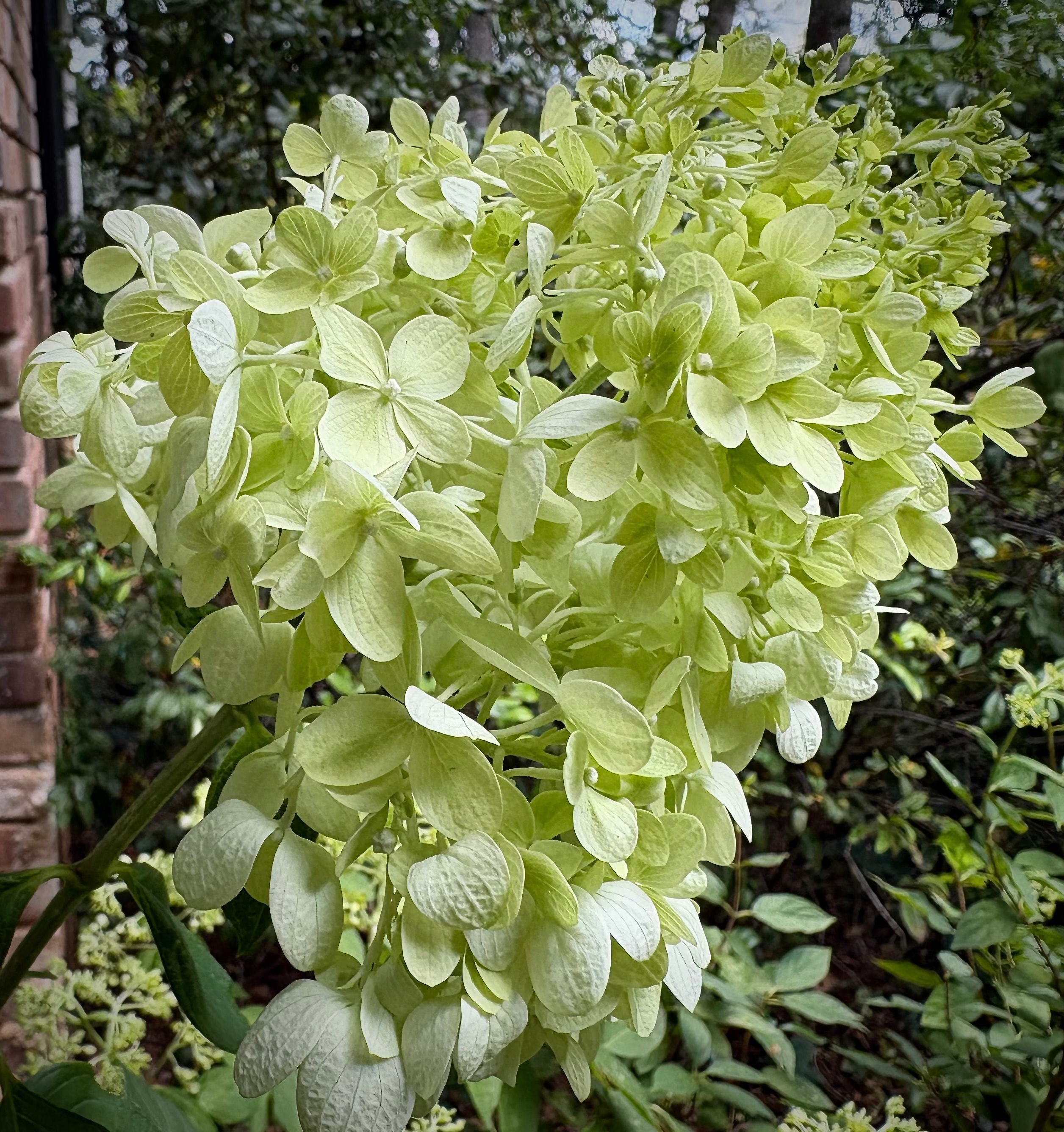 Hydrangea Limelight with large chartreuse panicles blooming against a brick wall