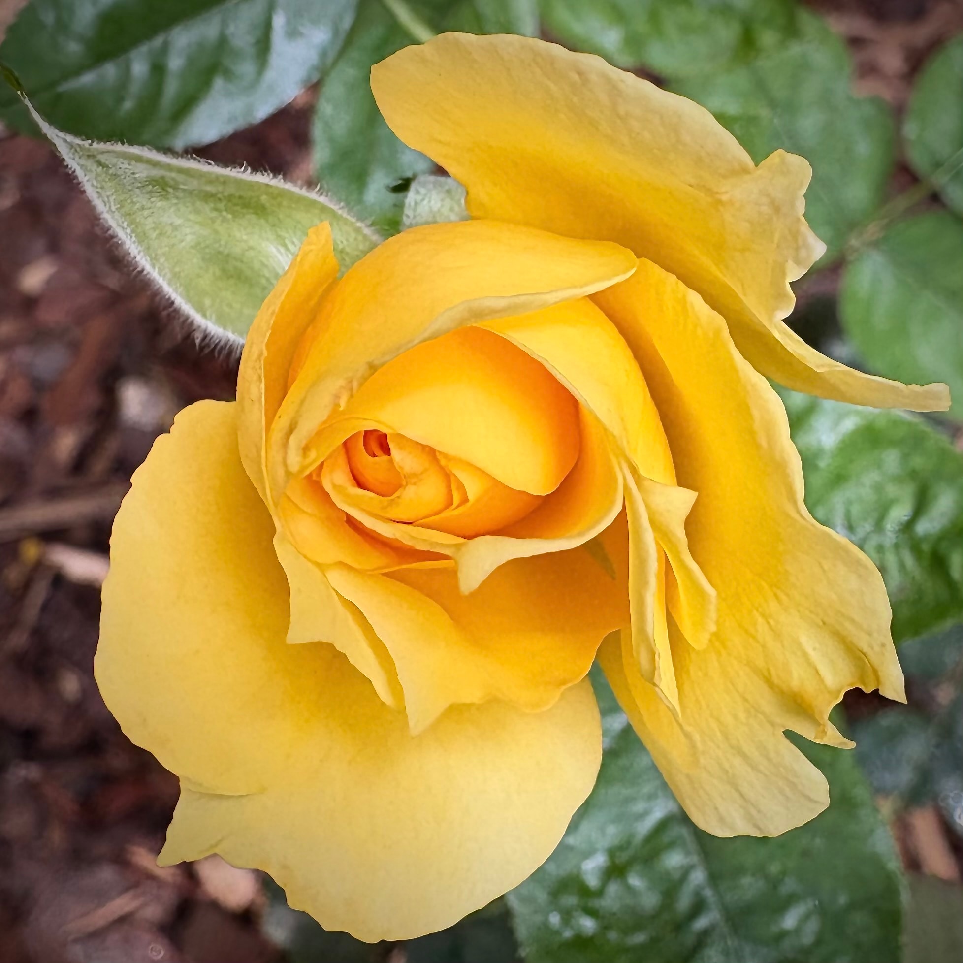Lemon Zest landscape shrub rose with a bright yellow bloom and orange center
