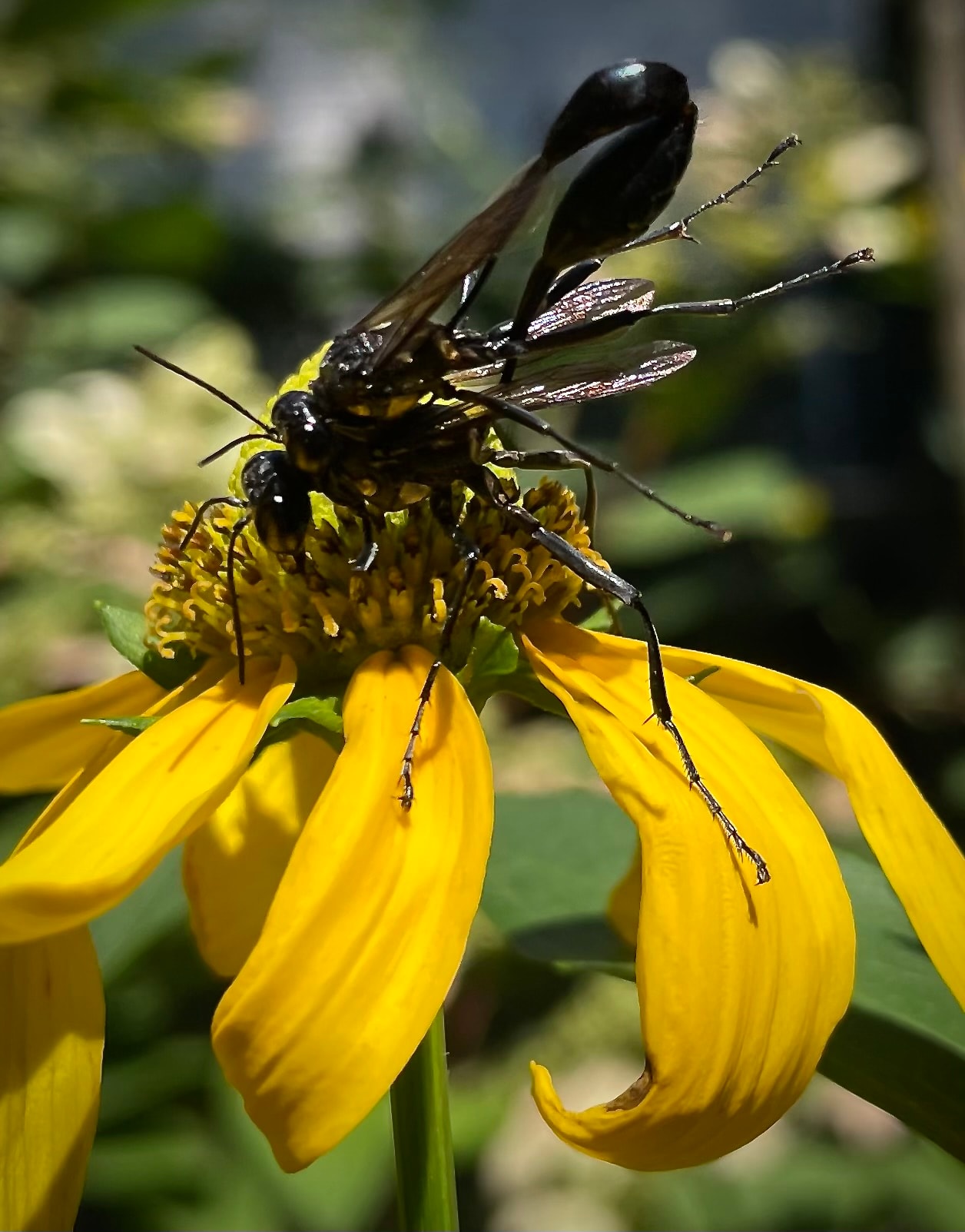 Two black thin-waisted wasps mating on a yellow green coneflower