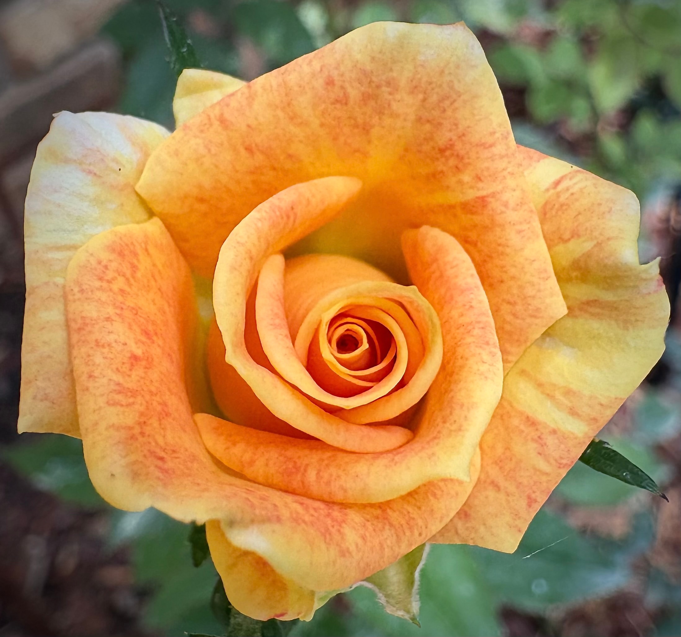 Miniature rose Bees Knees with golden yellow and orange blooms