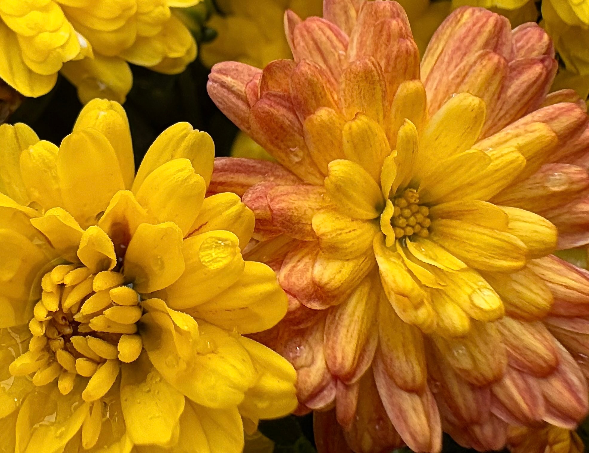 Close-up of yellow and coral chrysanthemum flowers with water droplets