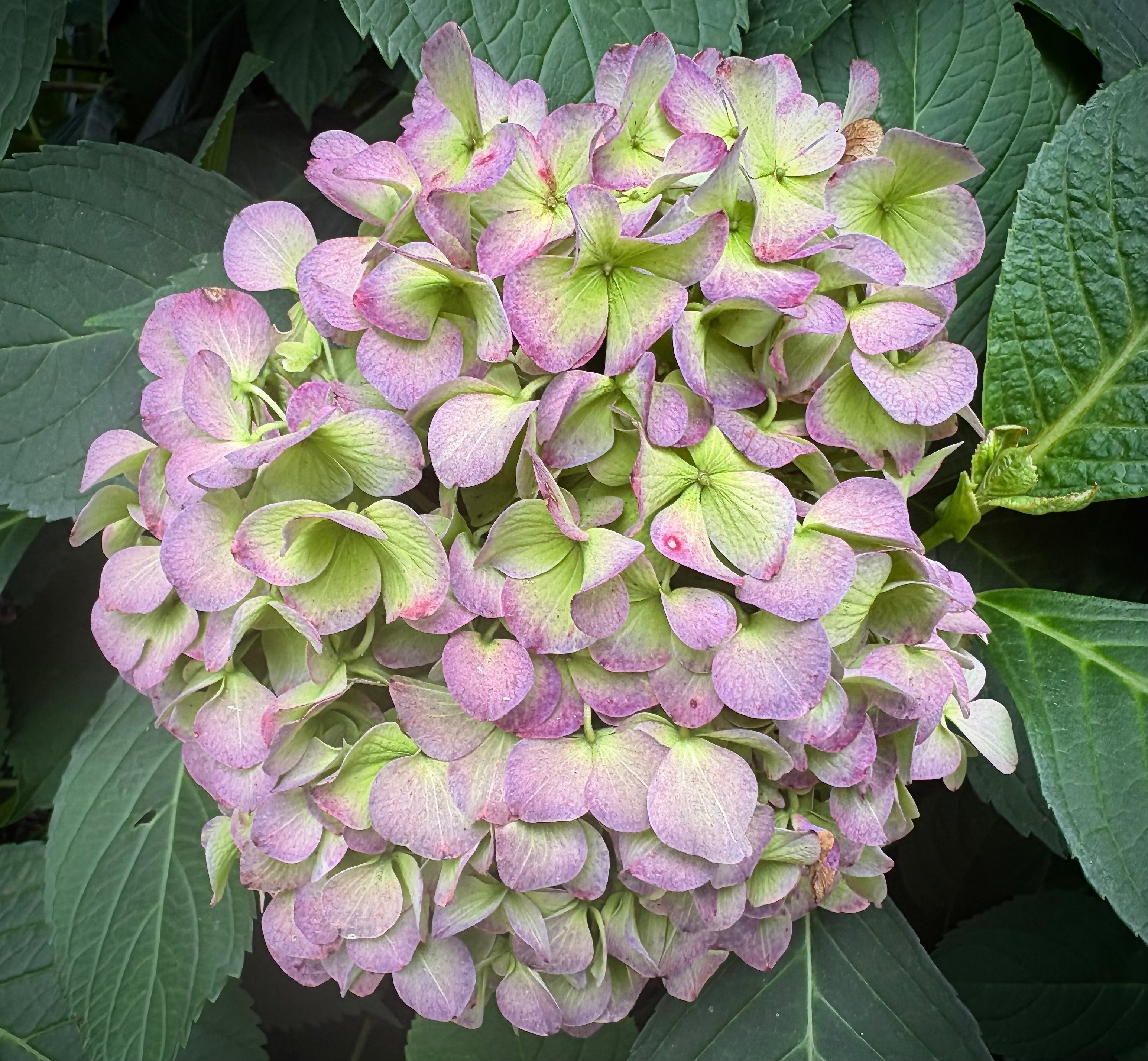 Aging Nikko Blue hydrangea blooms with antique pink and green tones in summer