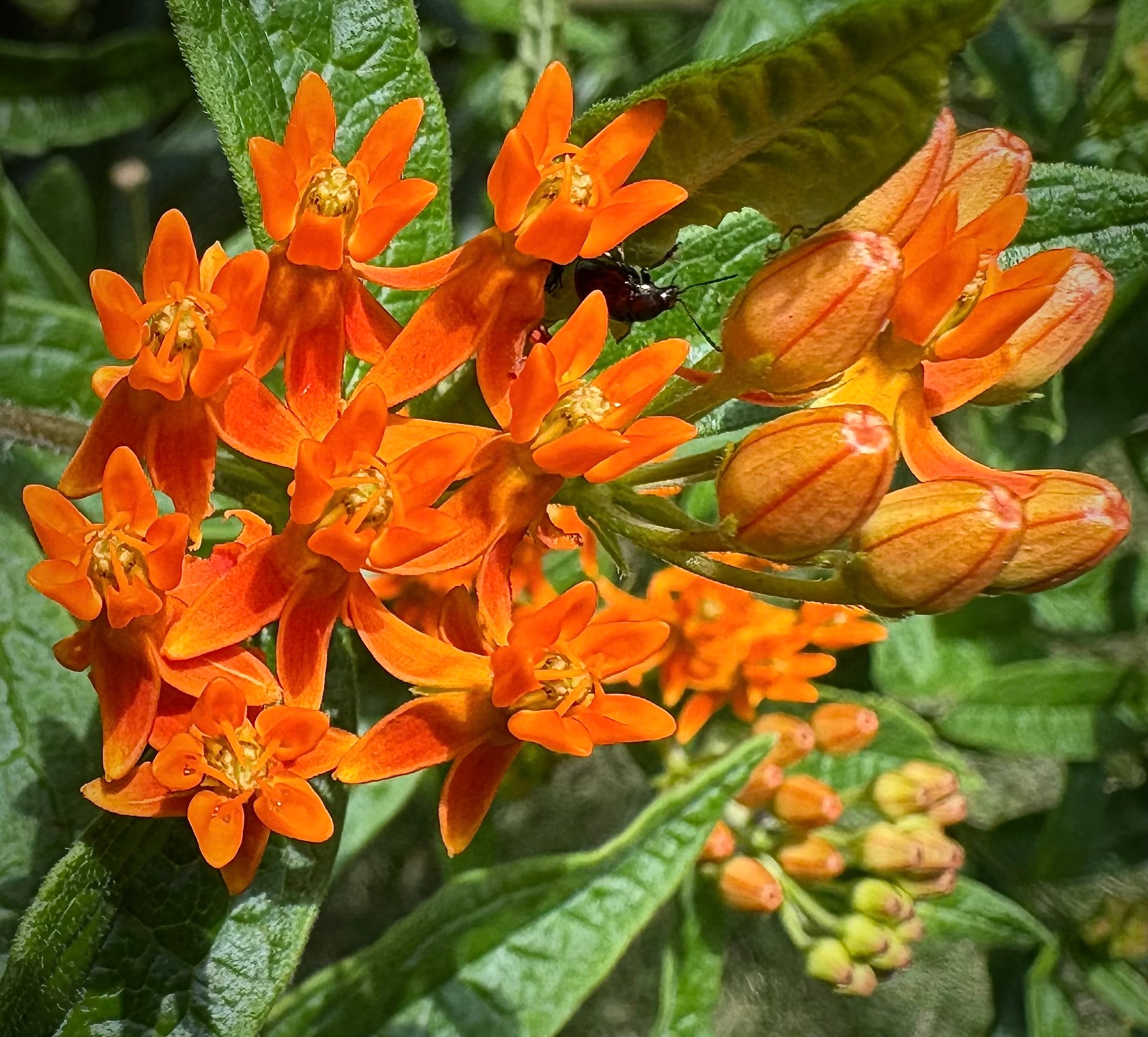 An unidentified insect on orange milkweed Asclepias tuberosa in bloom