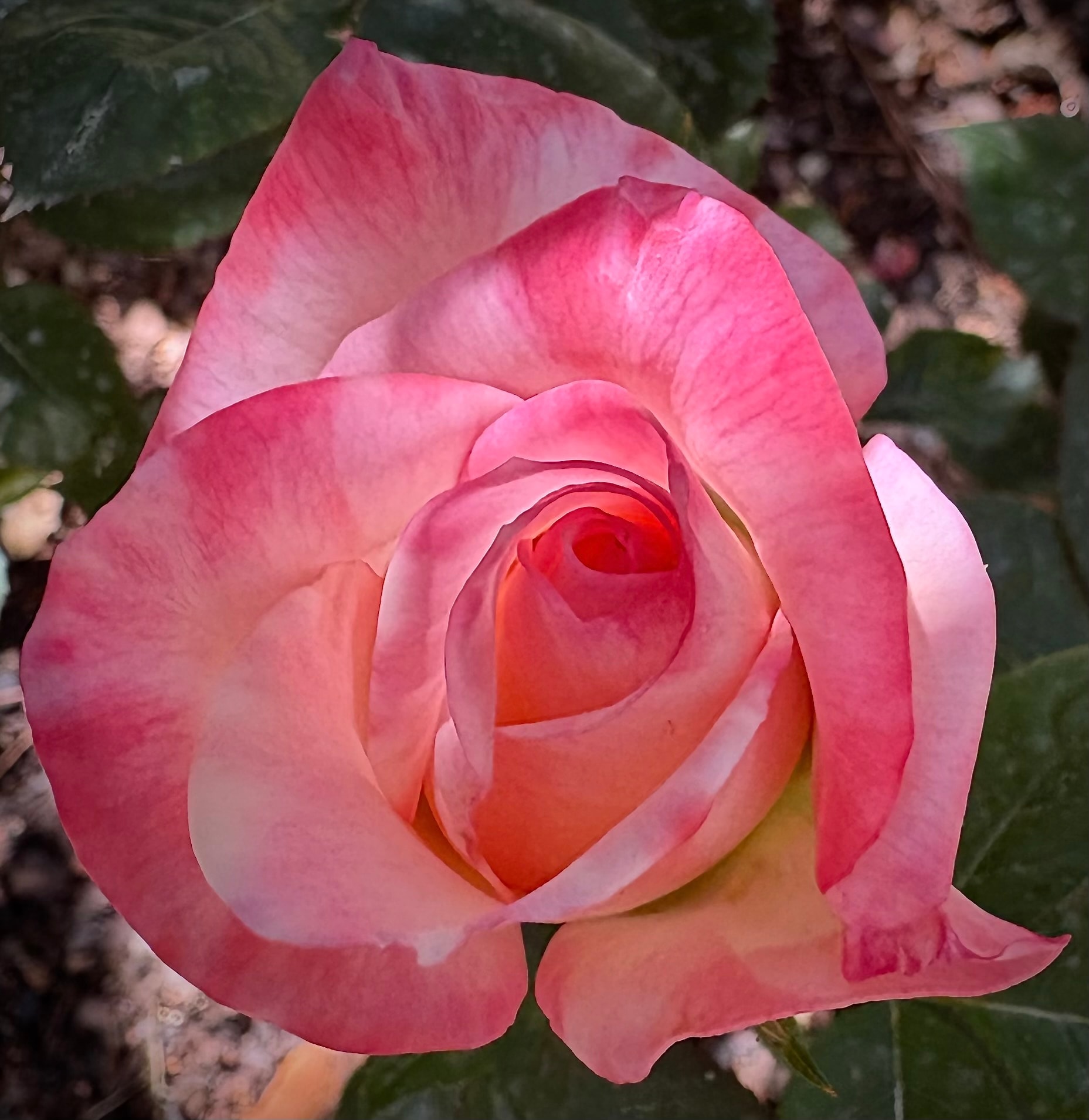 Gemini hybrid tea rose, a large pink and cream bloom with red center