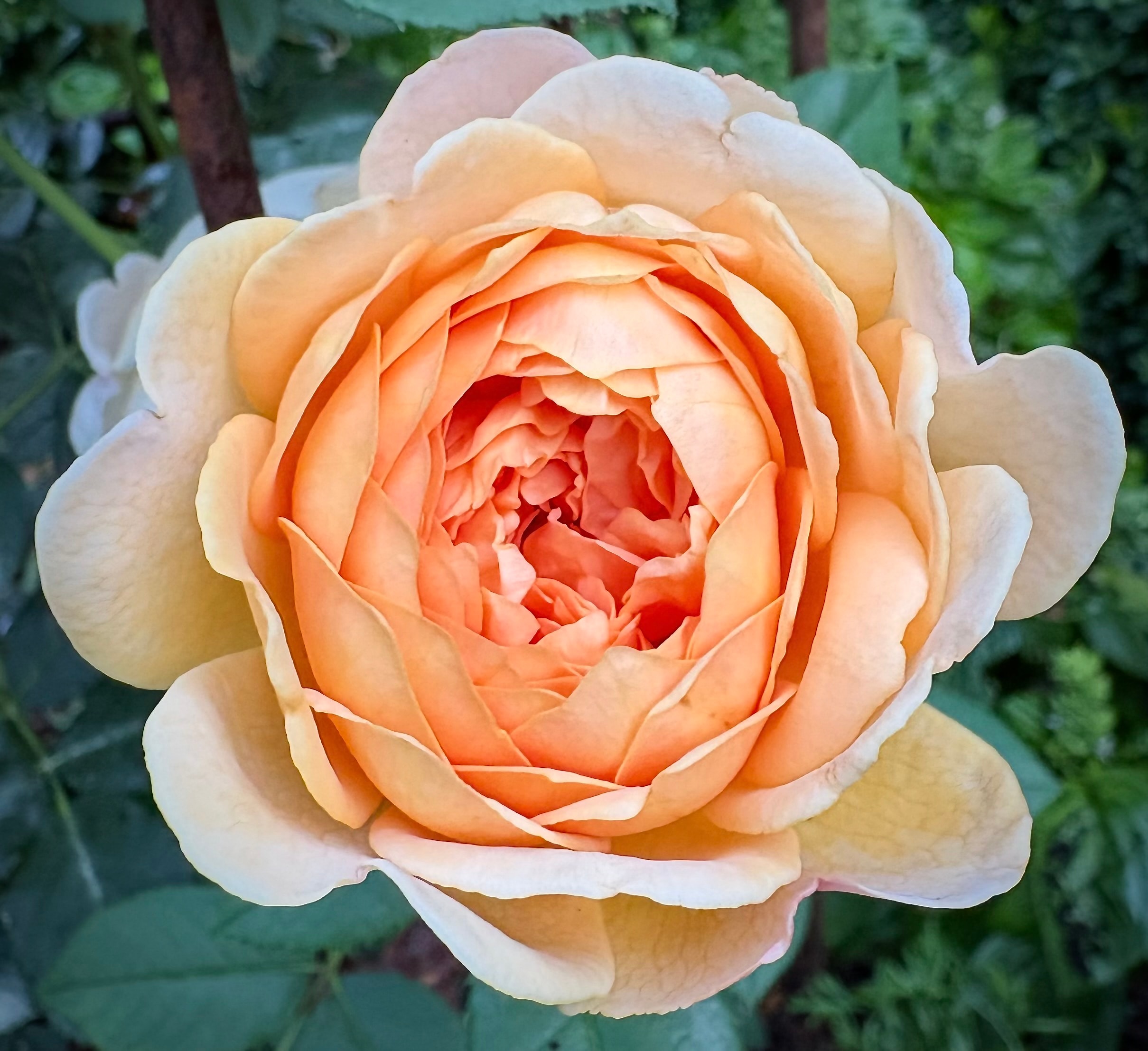 David Austin rose Golden Celebration, a large golden-apricot cupped bloom