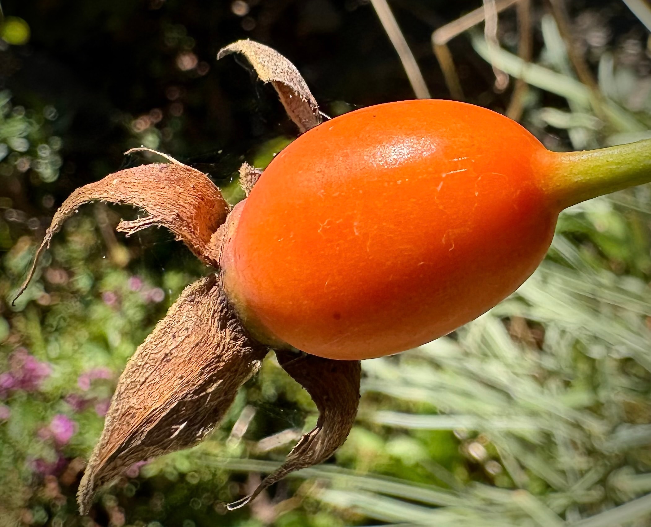 Bright orange rose hip seed pod on Viking Queen climbing rose