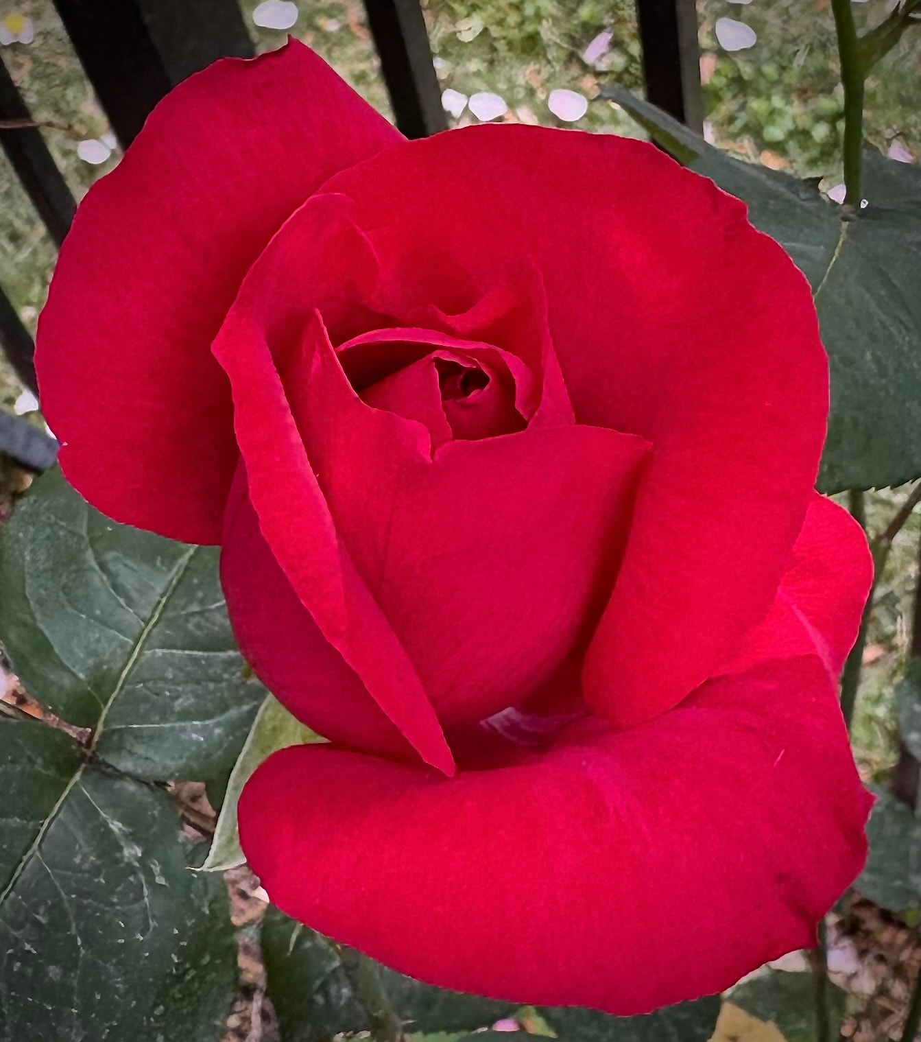 Rocket rose, a deep red hybrid tea rose bloom against dark green leaves