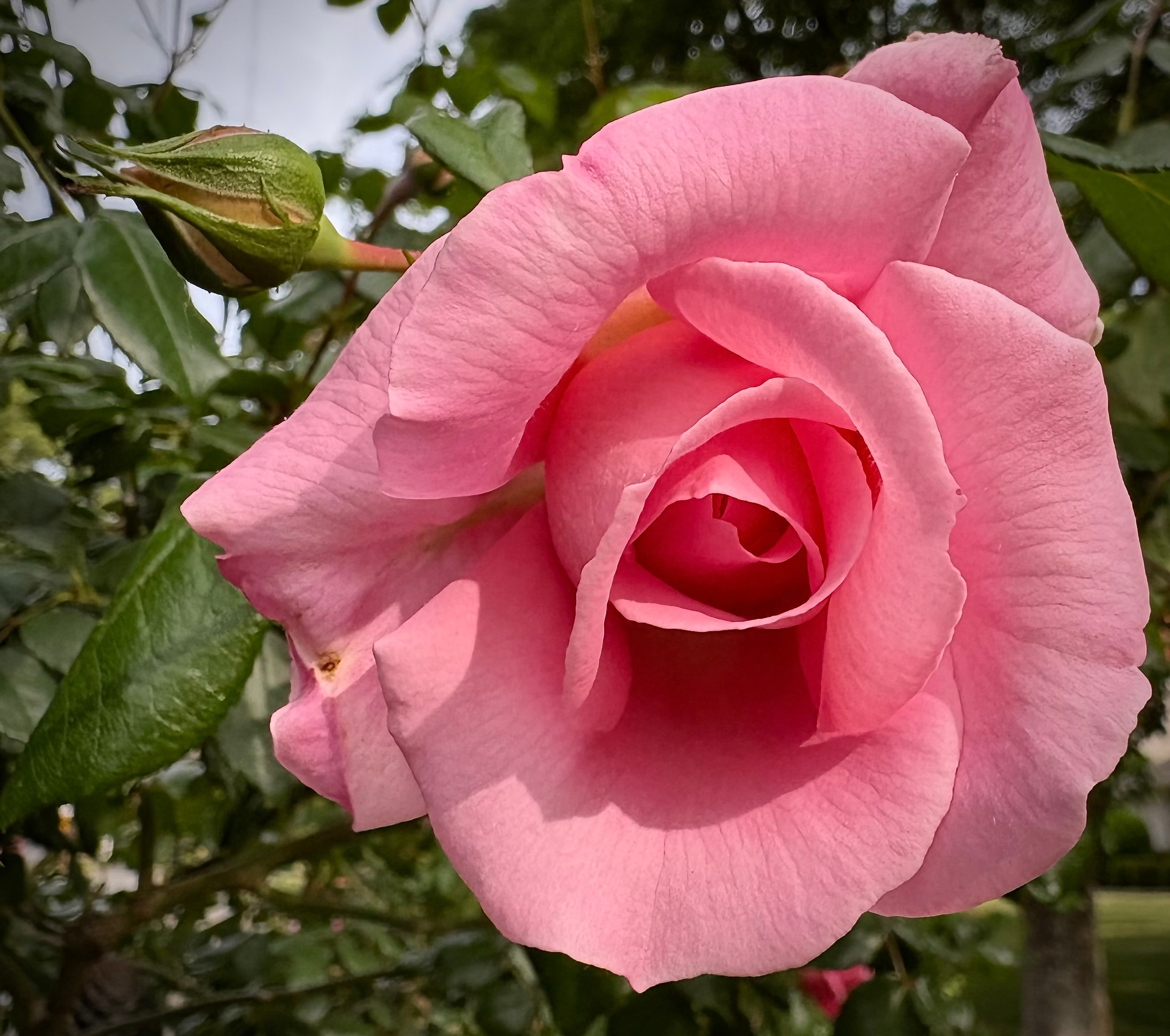 Viking Queen climbing rose, a large soft pink bloom with a bud, growing on a mailbox