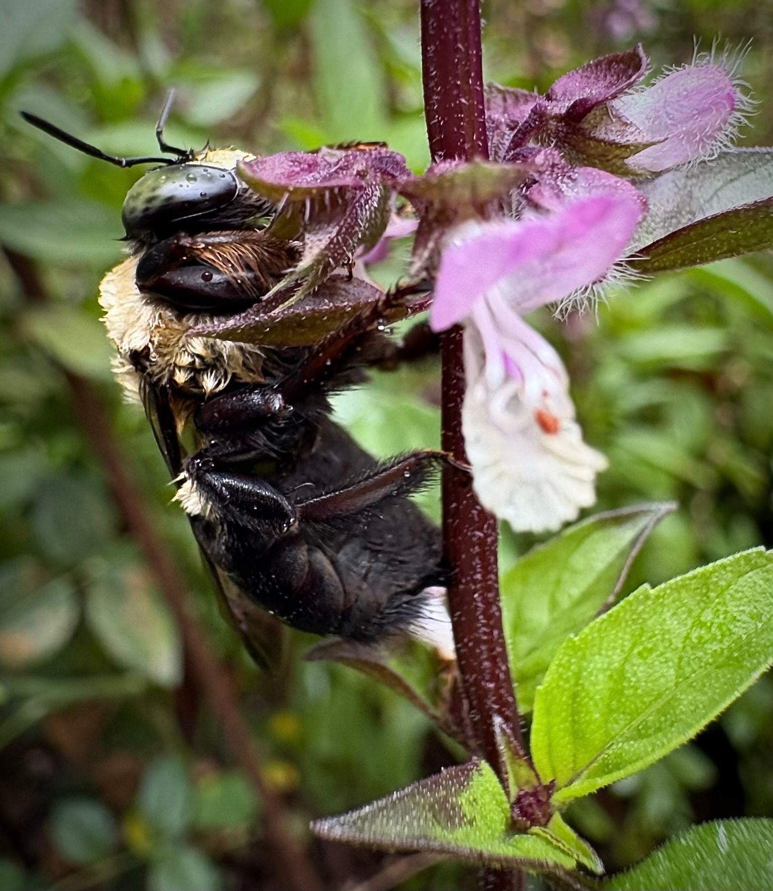 Bumblebee sleeping on Thai basil flower in the rain