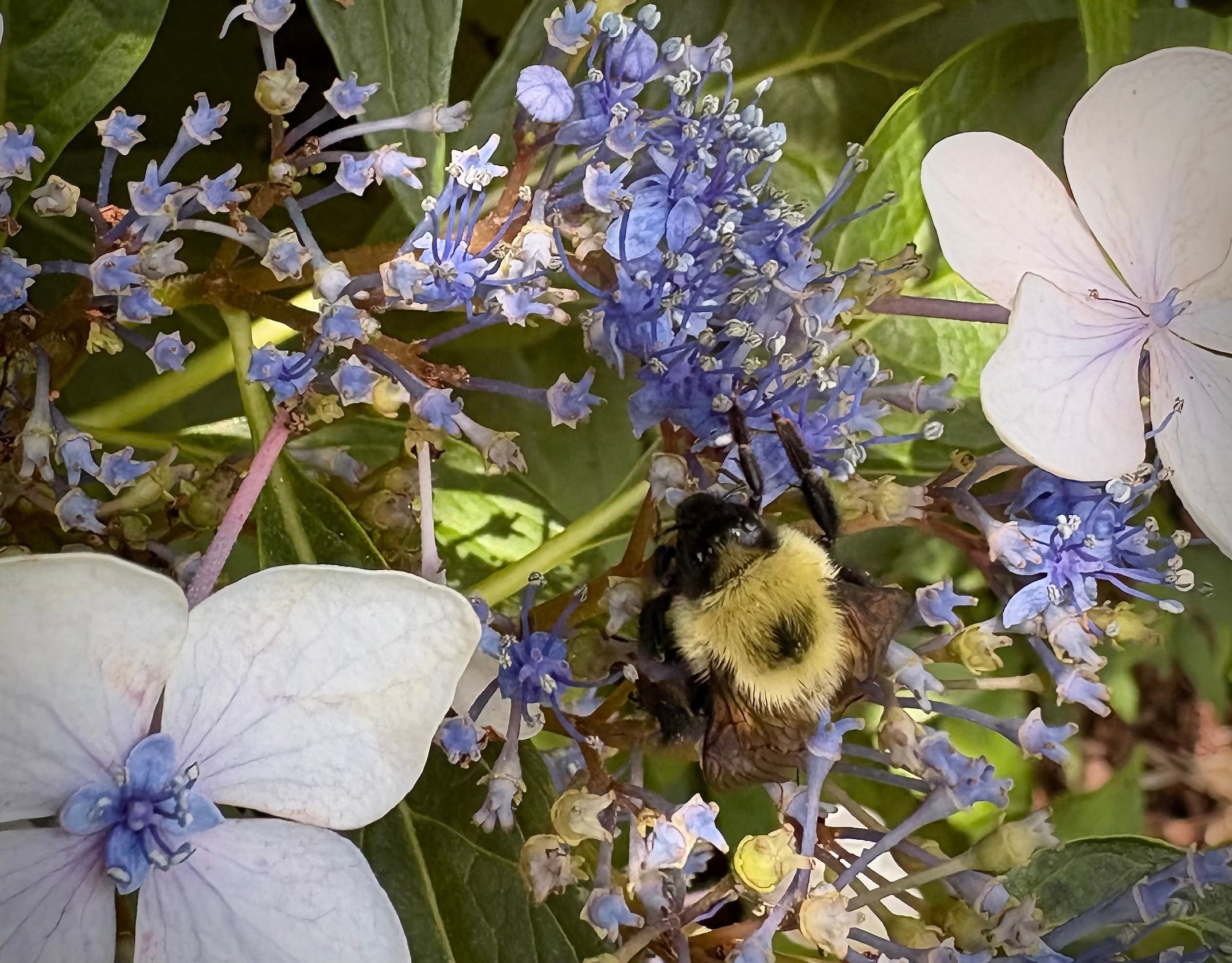 Sleeping bumblebee resting on a lace cap hydrangea bloom