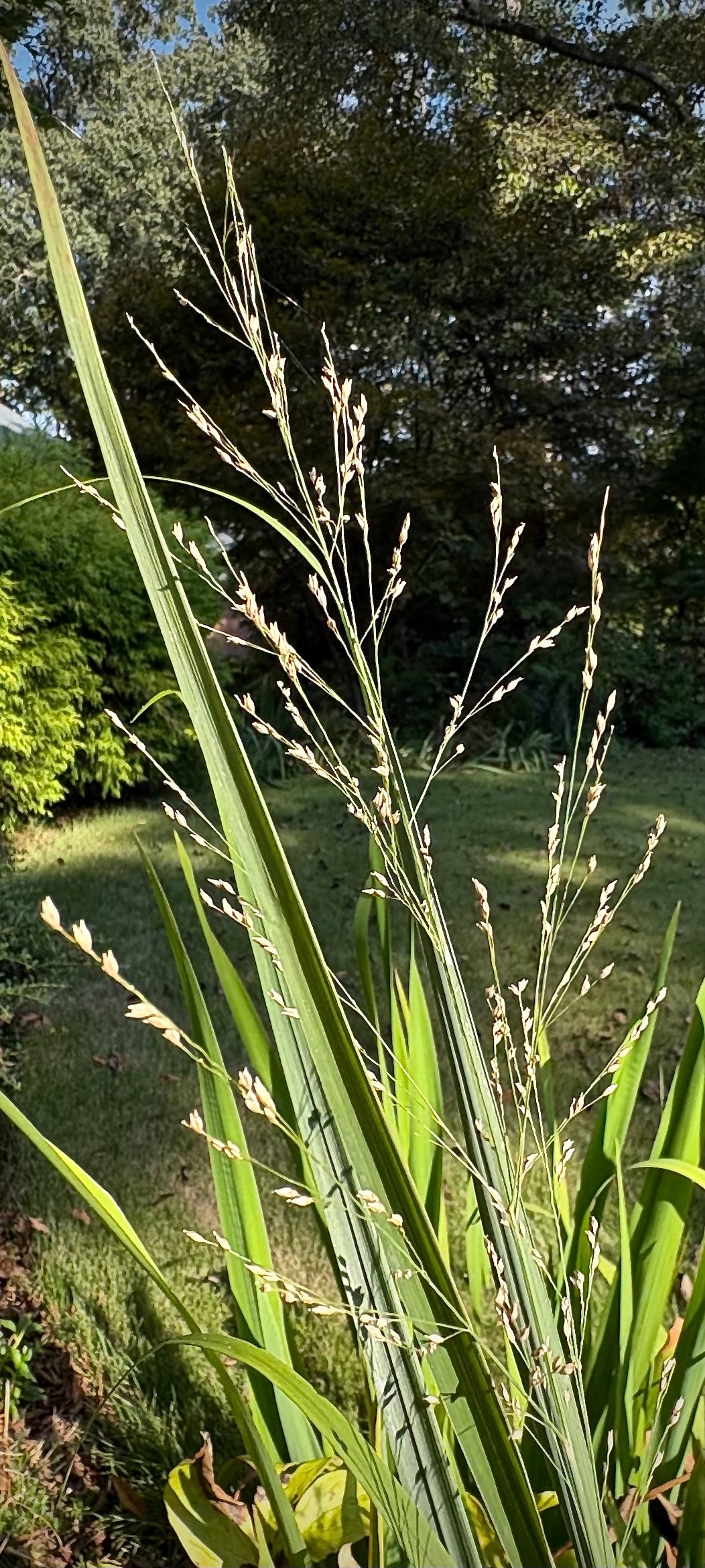 Switchgrass Panicum Virgatum 'Northwind' with seed heads backlit in garden