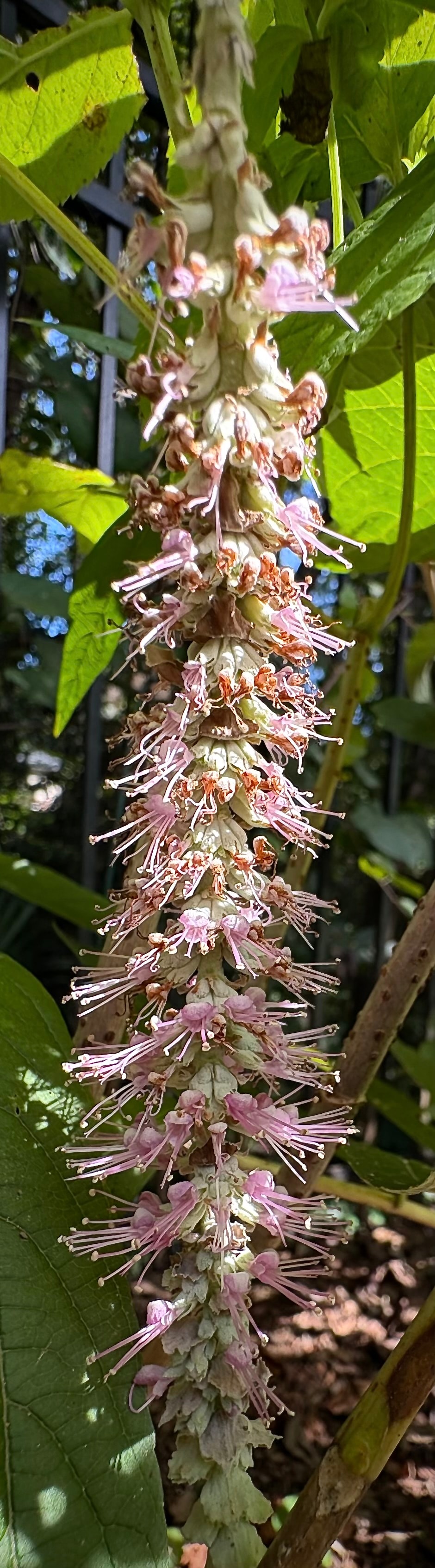 Weeping Fall Shrub Mint Rostrinucula dependens pink waterfall blooms