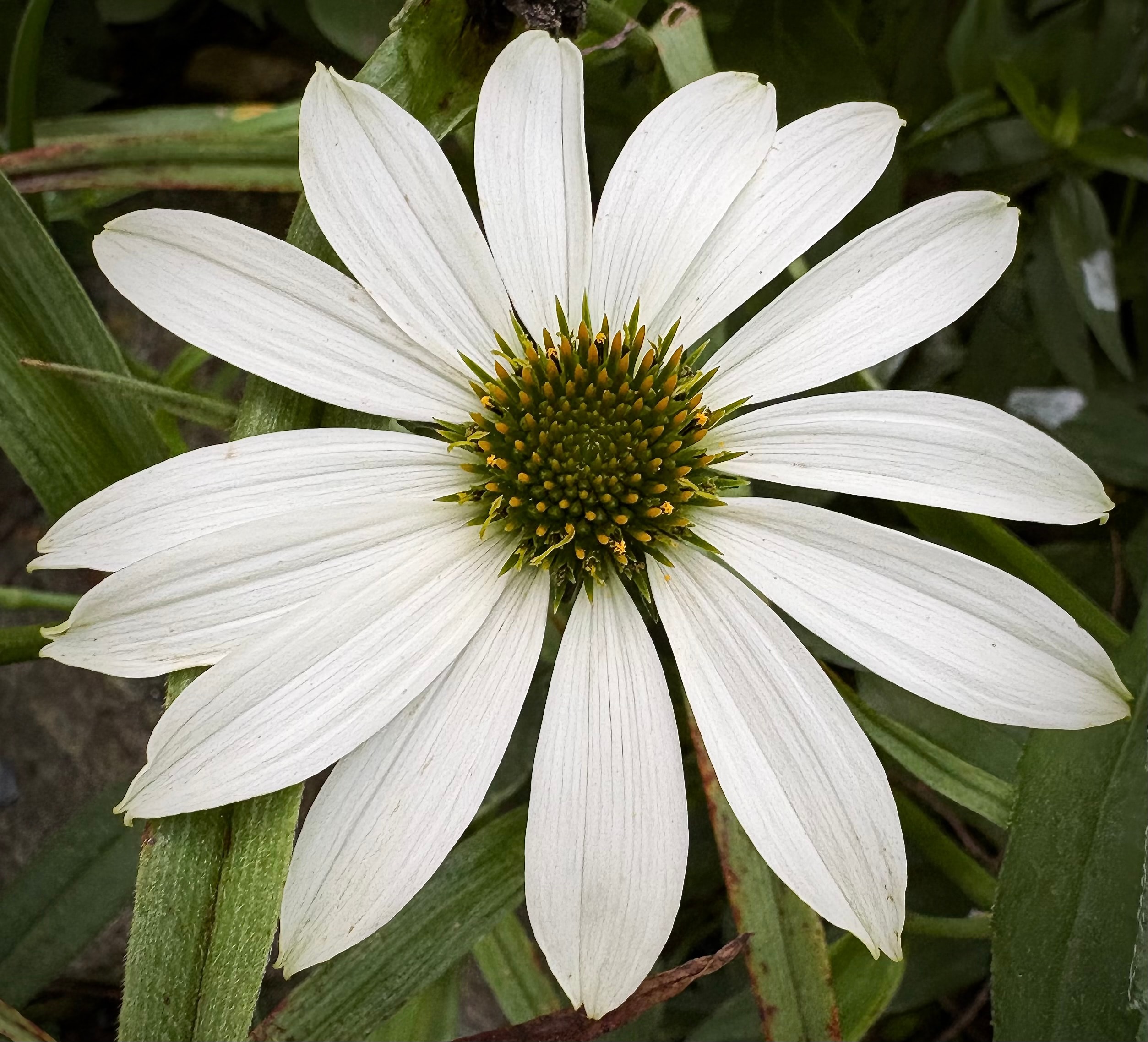 White coneflower Echinacea purpurea with white petals and green center
