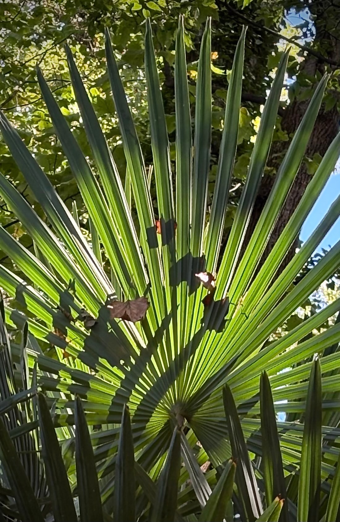 Windmill palm Trachycarpus fortunei fan-shaped leaves catching early morning light
