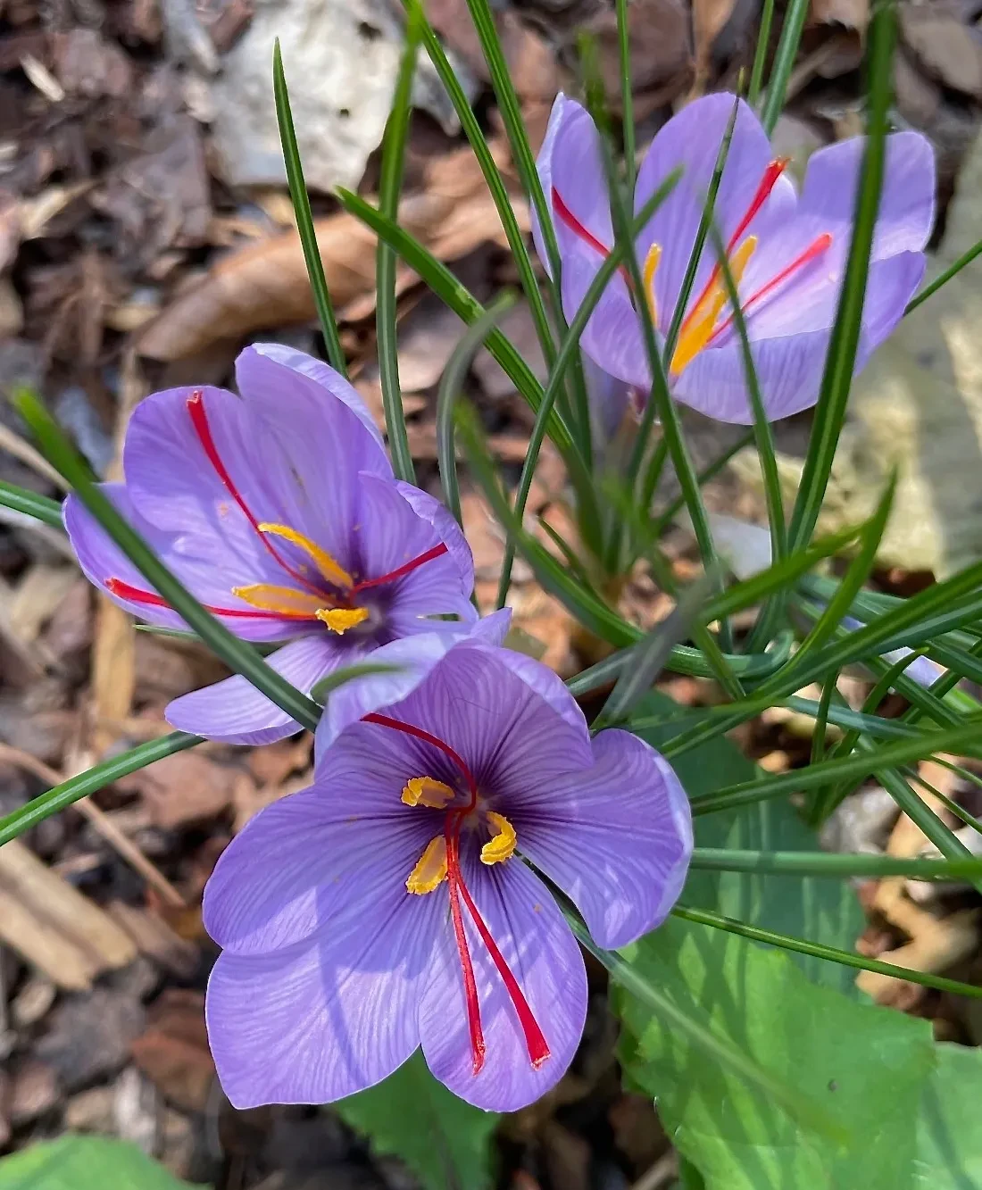 Saffron crocus Crocus sativus in bloom with vivid purple petals and bright red stigmas