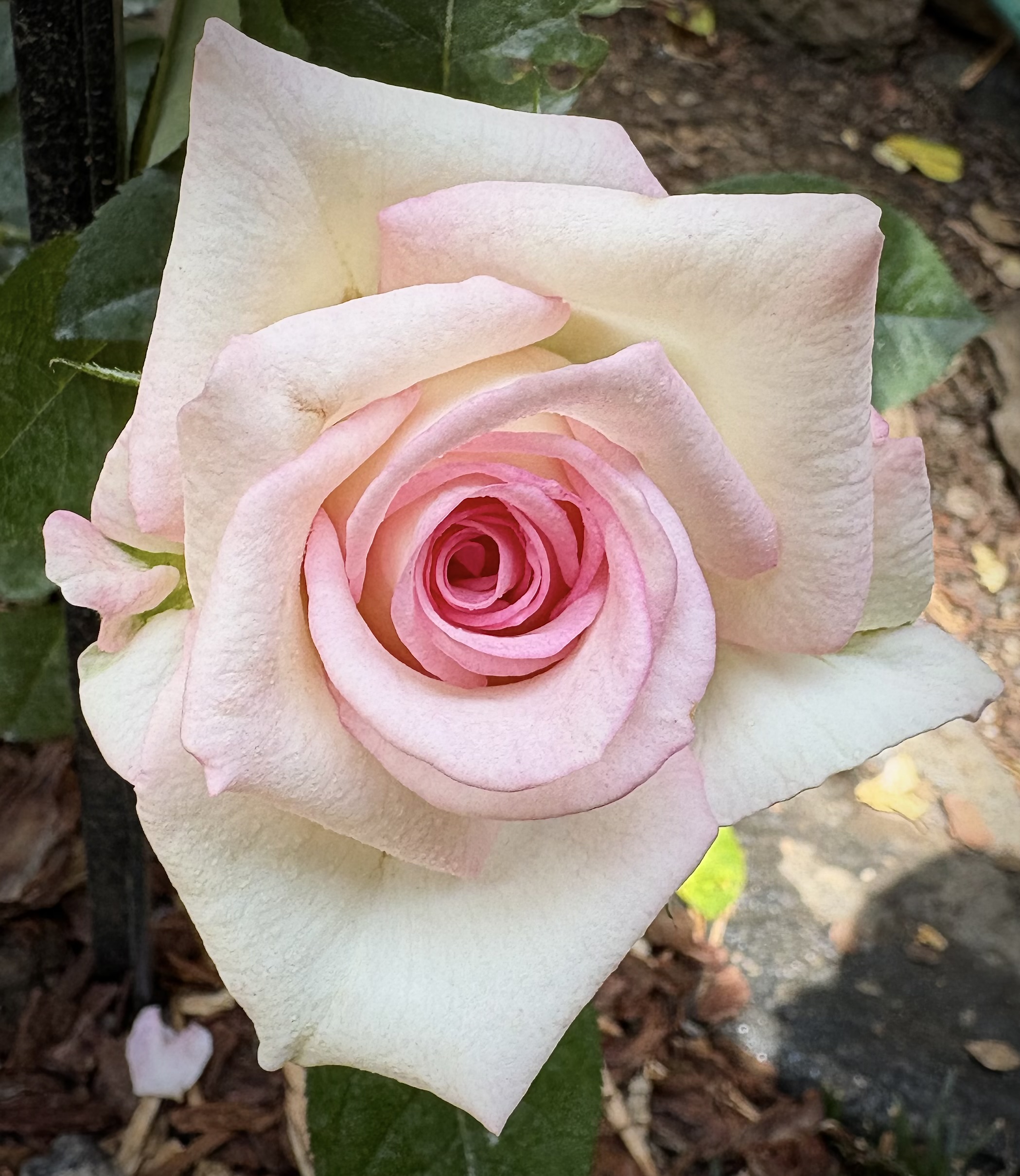 Moonstone hybrid tea rose with creamy white petals and pink center